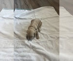 Small #2 Goldendoodle