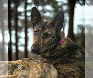 Mutt Dogs for adoption in Fargo, ND, USA