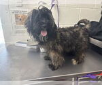Small Tibetan Terrier