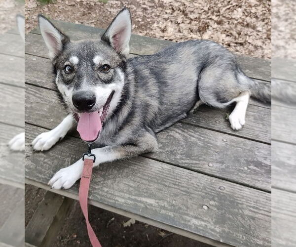 Medium Photo #8 Huskies -Unknown Mix Puppy For Sale in Boston, MA, USA