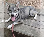 Small #7 Huskies  Mix