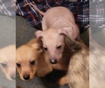 Small Xoloitzcuintli (Mexican Hairless)