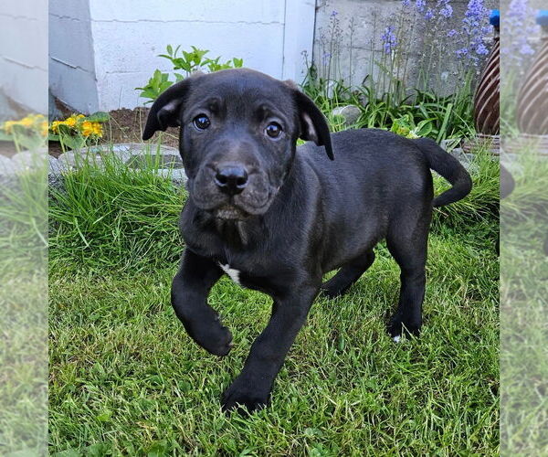 Medium Photo #1 Labrottie Puppy For Sale in Bellingham, WA, USA