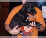 Small Photo #64 Great Dane Puppy For Sale in SPRAGGS, PA, USA