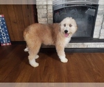 Small Photo #10 Bernedoodle-Poodle (Toy) Mix Puppy For Sale in BLACK FOREST, CO, USA