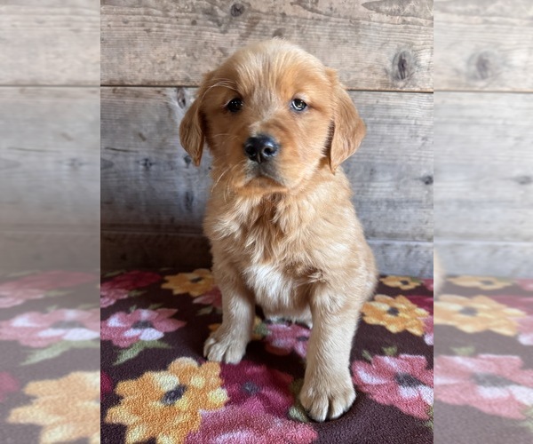Medium Photo #2 Golden Retriever Puppy For Sale in VERMONTVILLE, MI, USA