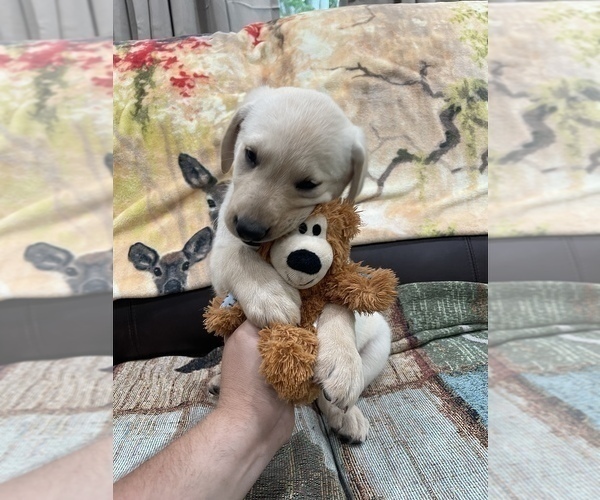 Medium Photo #2 Labrador Retriever Puppy For Sale in ELKTON, KY, USA