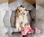 Maltipoo Puppy - Female Maltipoo (Toy) Puppy for Sale - Photo #3