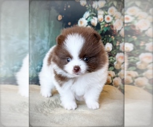 Pomeranian Puppy for sale in BLANCHARD, OK, USA