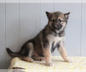 German Shepherd Dog-Siberian Husky Mix Puppy for sale in APPLE CREEK, OH, USA