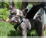Small French Bulldog