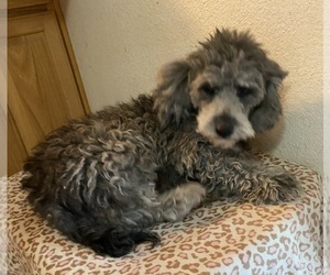 Mother of the Aussiedoodle Miniature  puppies born on 07/15/2025