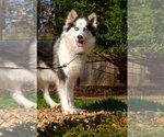 Small Photo #1 Siberian Husky Puppy For Sale in Cumming, GA, USA