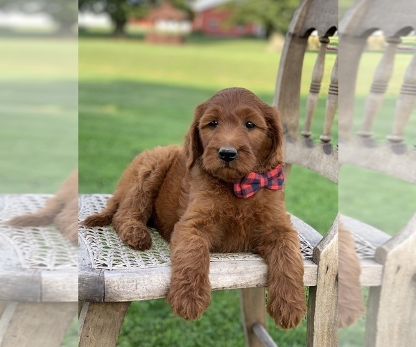 Medium Photo #8 Irish Doodle Puppy For Sale in WOOSTER, OH, USA