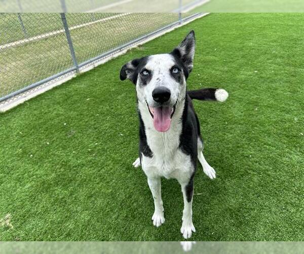 Medium Photo #1 Greyhound-Siberian Husky Mix Puppy For Sale in Grand Prairie, TX, USA