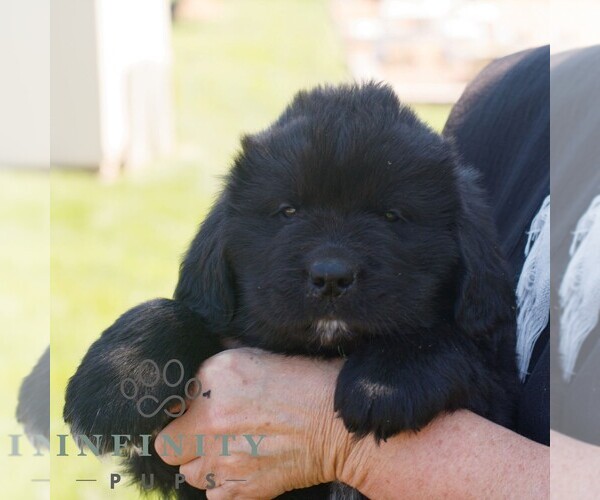 Medium Photo #2 Newfoundland Puppy For Sale in KINZERS, PA, USA