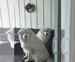 Small Great Pyrenees