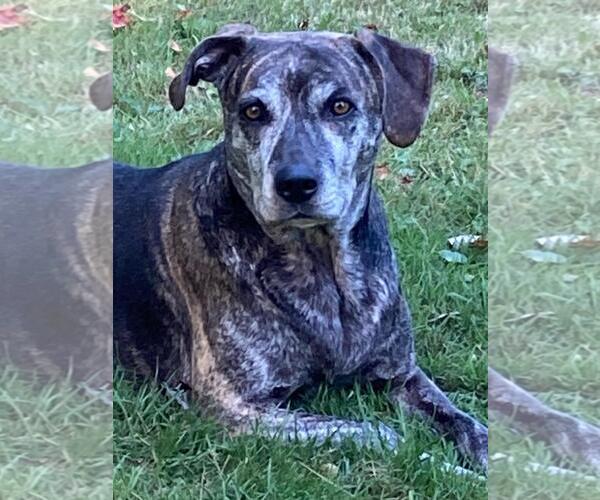 Medium Photo #16 Catahoula Leopard Dog-Unknown Mix Puppy For Sale in Rootstown, OH, USA