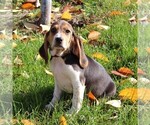 Small Photo #4 Beagle Puppy For Sale in RICHLAND, PA, USA