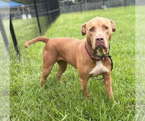 American Pit Bull Terrier Dogs for adoption in Virginia Beach, VA, USA