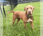 Small American Pit Bull Terrier