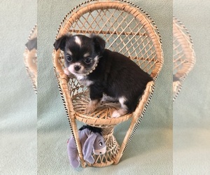 Chihuahua Puppy for sale in NEWVILLE, PA, USA