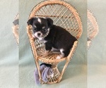 Image preview for Ad Listing. Nickname: AKC Pandora