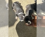 Small Photo #8 American Bully Puppy For Sale in FAYETTEVILLE, NC, USA