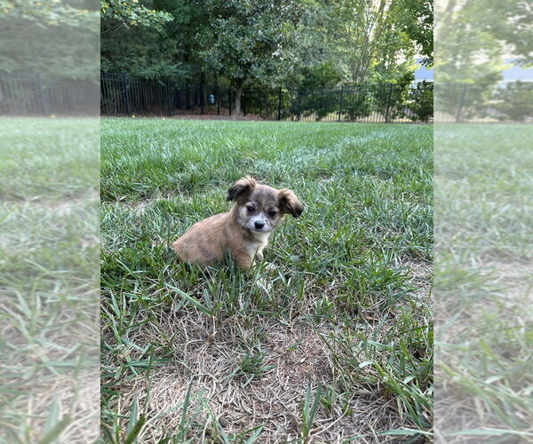Medium Photo #2 Mutt Puppy For Sale in Mooresville, NC, USA