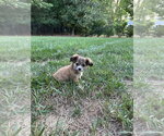 Small #1 Mutt