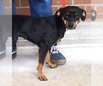 Small #1 Miniature Pinscher
