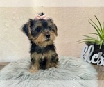 Small #1 Yorkshire Terrier