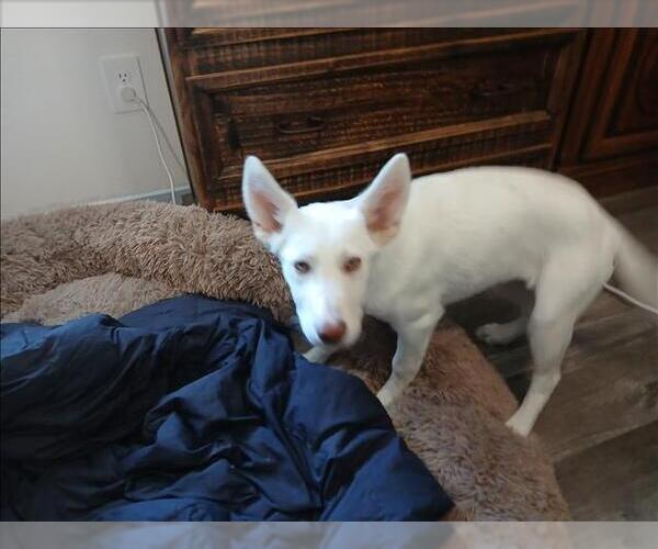 Medium Photo #1 German Shepherd Dog-Unknown Mix Puppy For Sale in Conroe, TX, USA