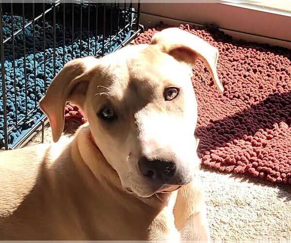 Medium Photo #3 Labrador Retriever-Unknown Mix Puppy For Sale in Germantown, OH, USA