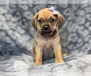 Puggle Puppy for sale in LAKELAND, FL, USA