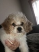 Small Photo #1 Cavachon Puppy For Sale in CHICAGO, IL, USA