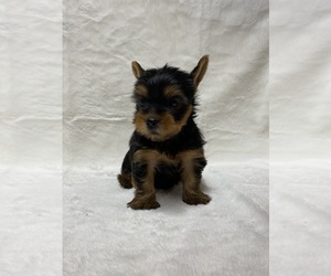 Yorkshire Terrier Dog for Adoption in ADDISON, Texas USA