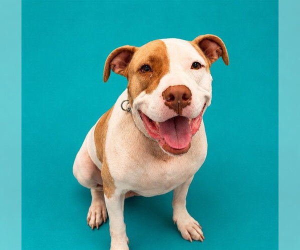 Medium Photo #1 Mutt Puppy For Sale in Pearland, TX, USA