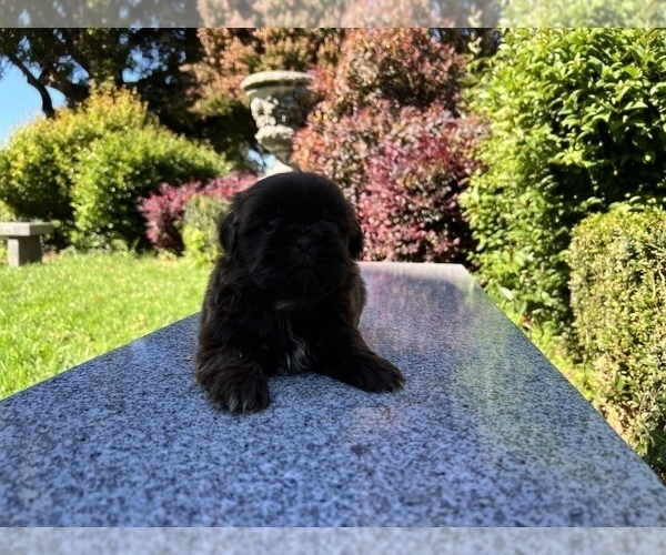 Medium Photo #20 Shih Tzu Puppy For Sale in HAYWARD, CA, USA