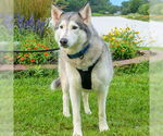 Small #1 Siberian Husky