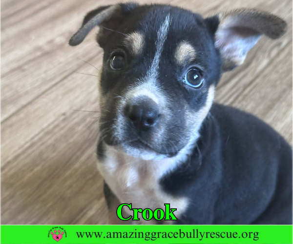 Medium Photo #2 American Staffordshire Terrier-Beagle Mix Puppy For Sale in Milton, FL, USA