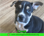 Small #1 American Staffordshire Terrier-Beagle Mix