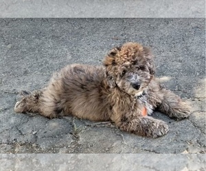 Poodle (Miniature) Puppy for sale in YANKTON, SD, USA