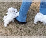 Small Photo #25 Maltese Puppy For Sale in ROSWELL, GA, USA