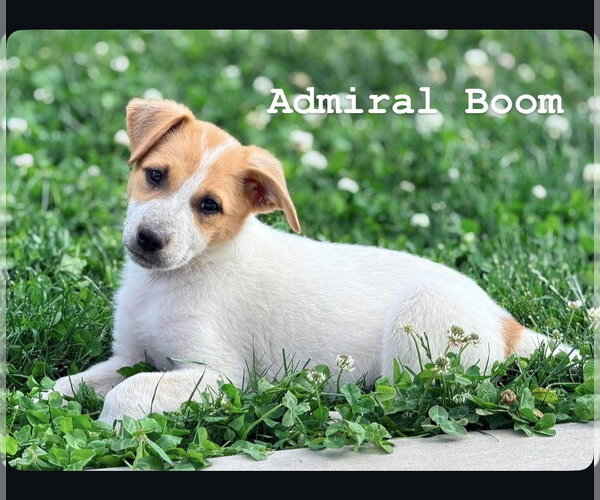 Medium Photo #1 Mutt Puppy For Sale in Sandy, UT, USA