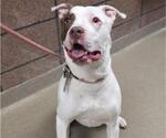 Small American Pit Bull Terrier