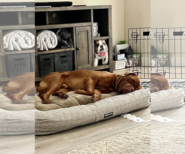 Medium Photo #3 Dogue de Bordeaux Puppy For Sale in Goodyear, AZ, USA