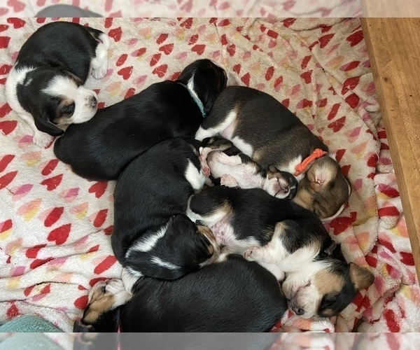 Medium Photo #1 Beagle Puppy For Sale in BROWNSVILLE, OR, USA