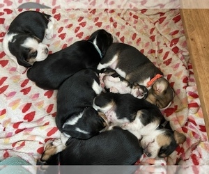 Beagle Puppy for sale in BROWNSVILLE, OR, USA