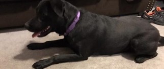 Shepradors Dogs for adoption in GRAIN VALLEY, MO, USA